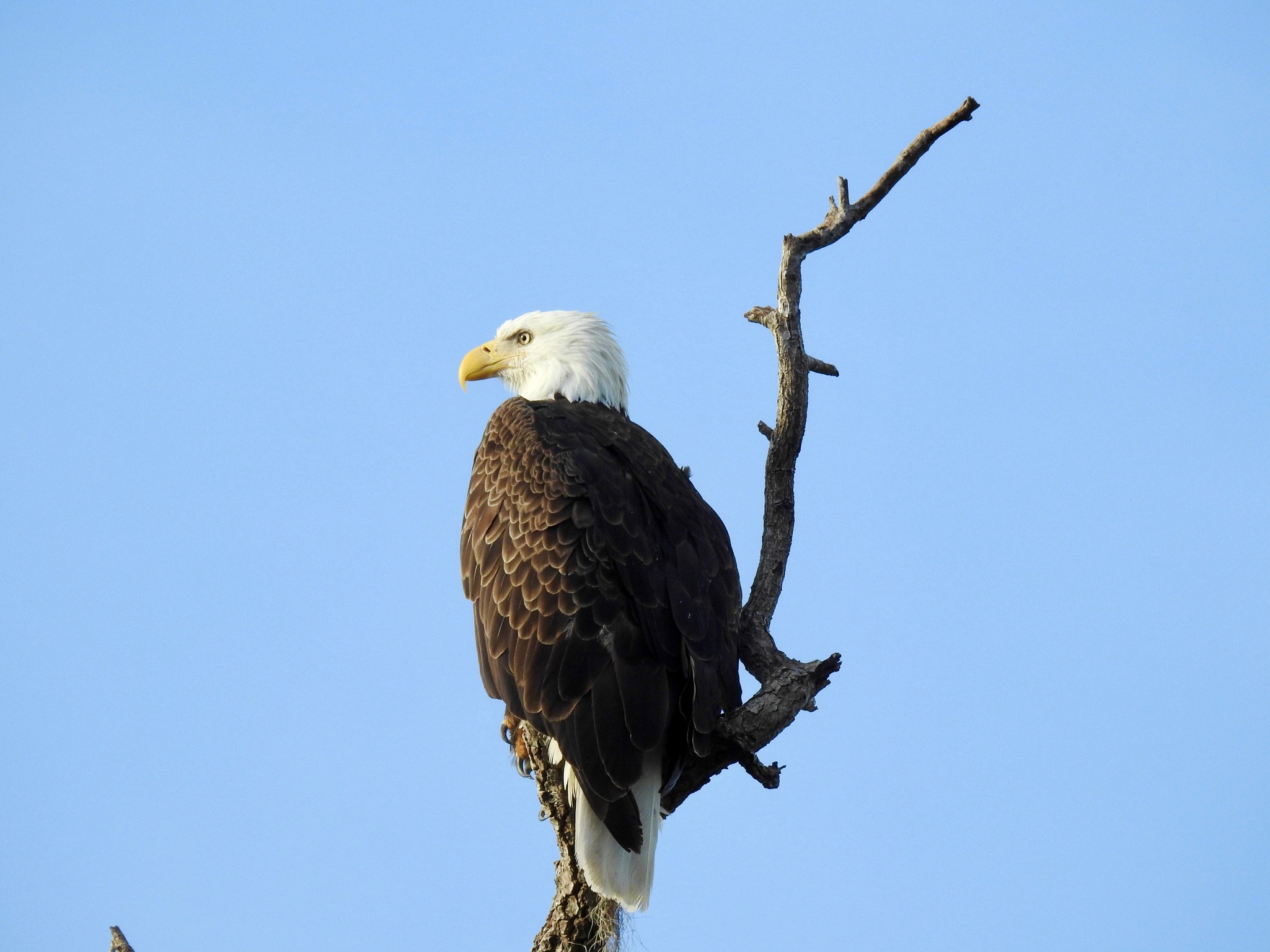 Adult bald eagle perched against a clear blue sky
