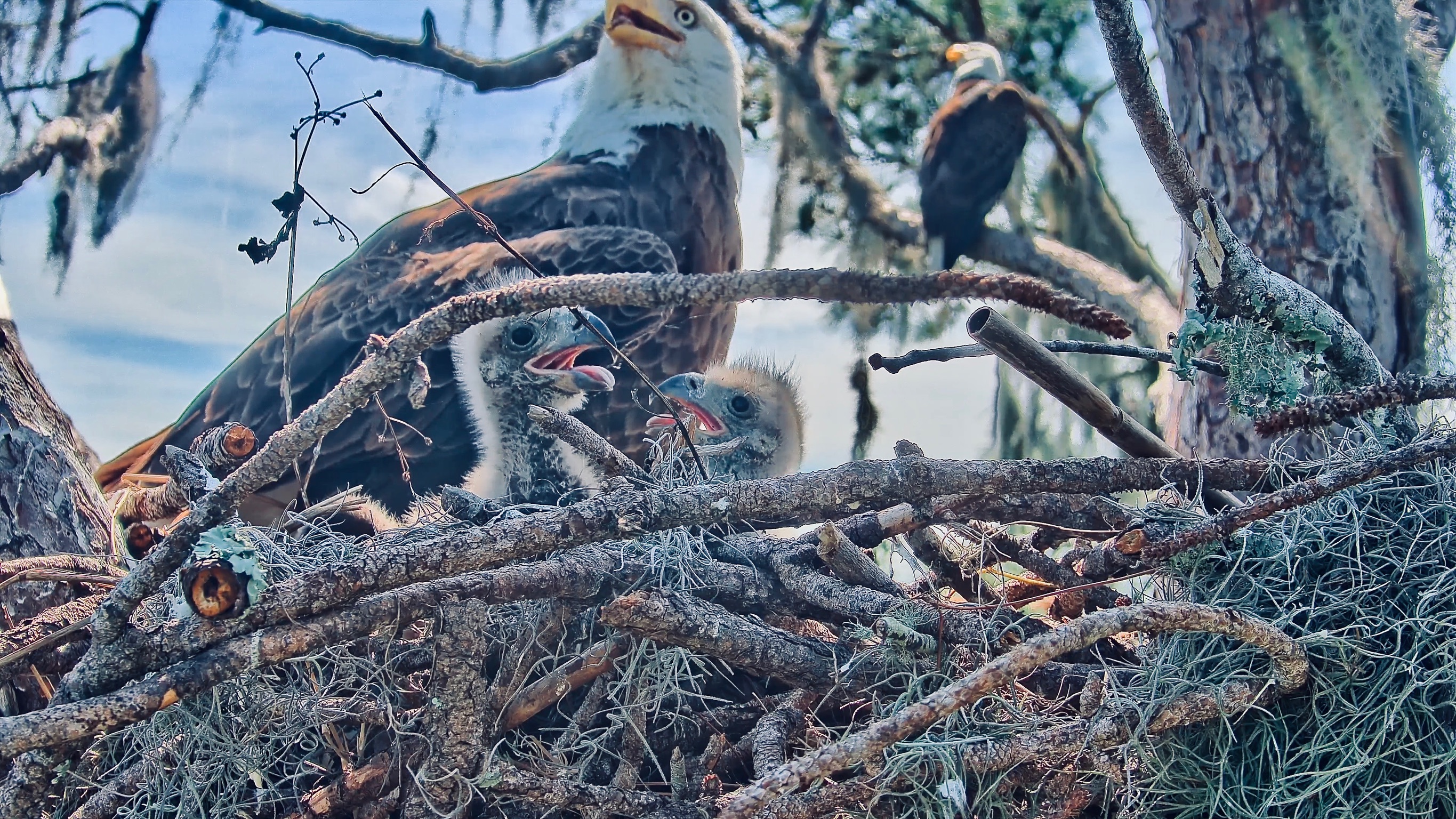 Young bald eagles resting in the SuperBeaks nest