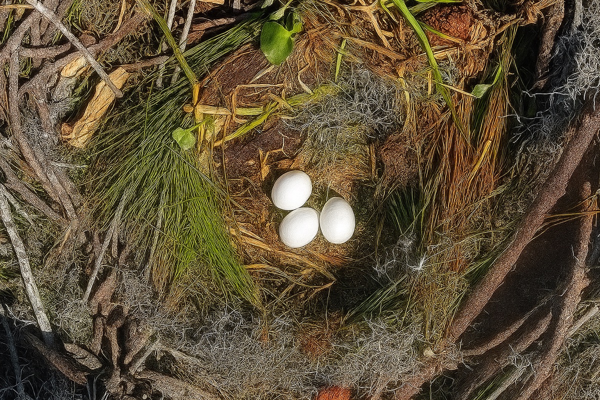 Three bald eagle eggs in a carefully lined nest