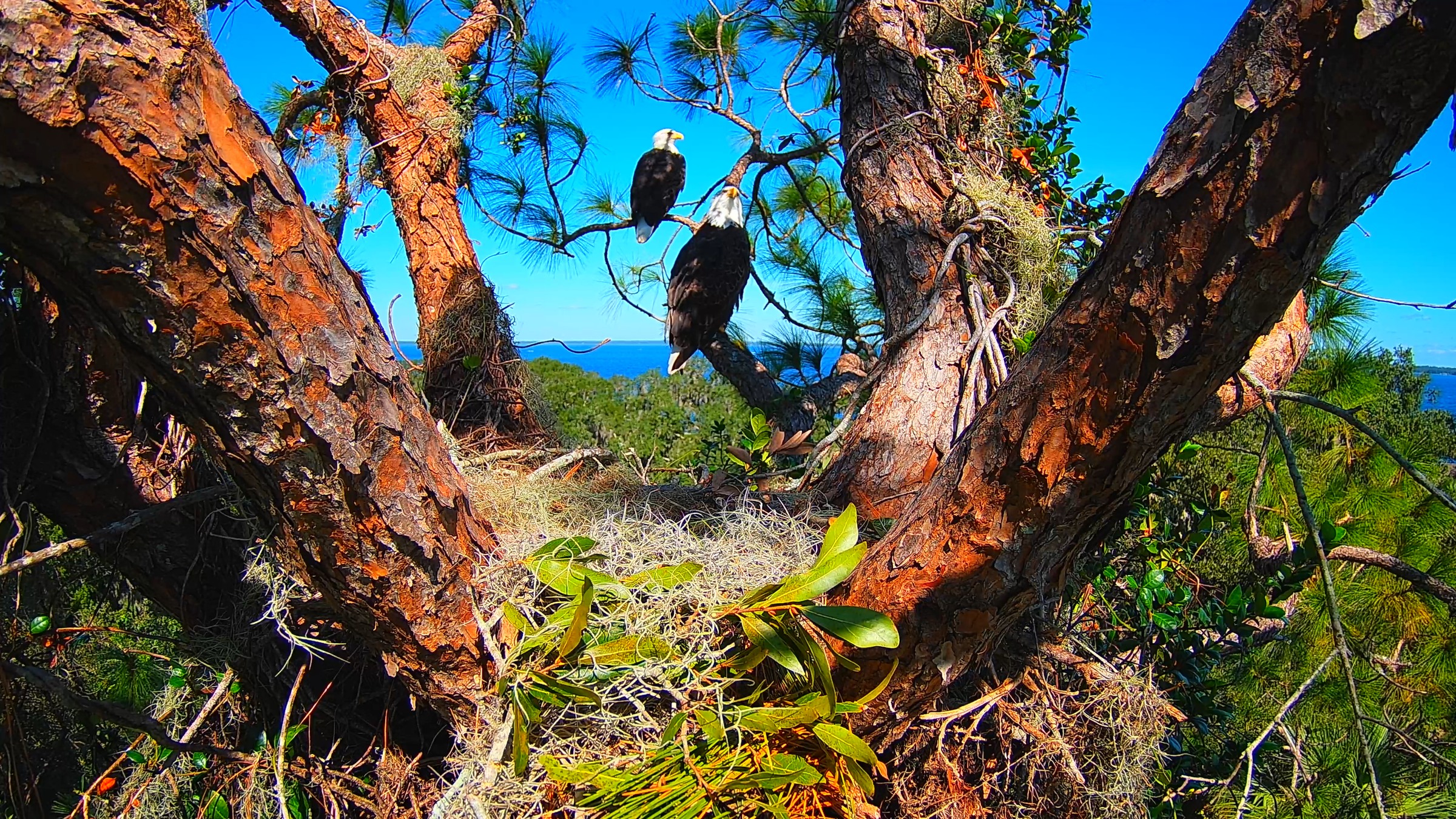 Duke and Dolly perched above their nest in a Central Florida pine tree, with the lake beyond