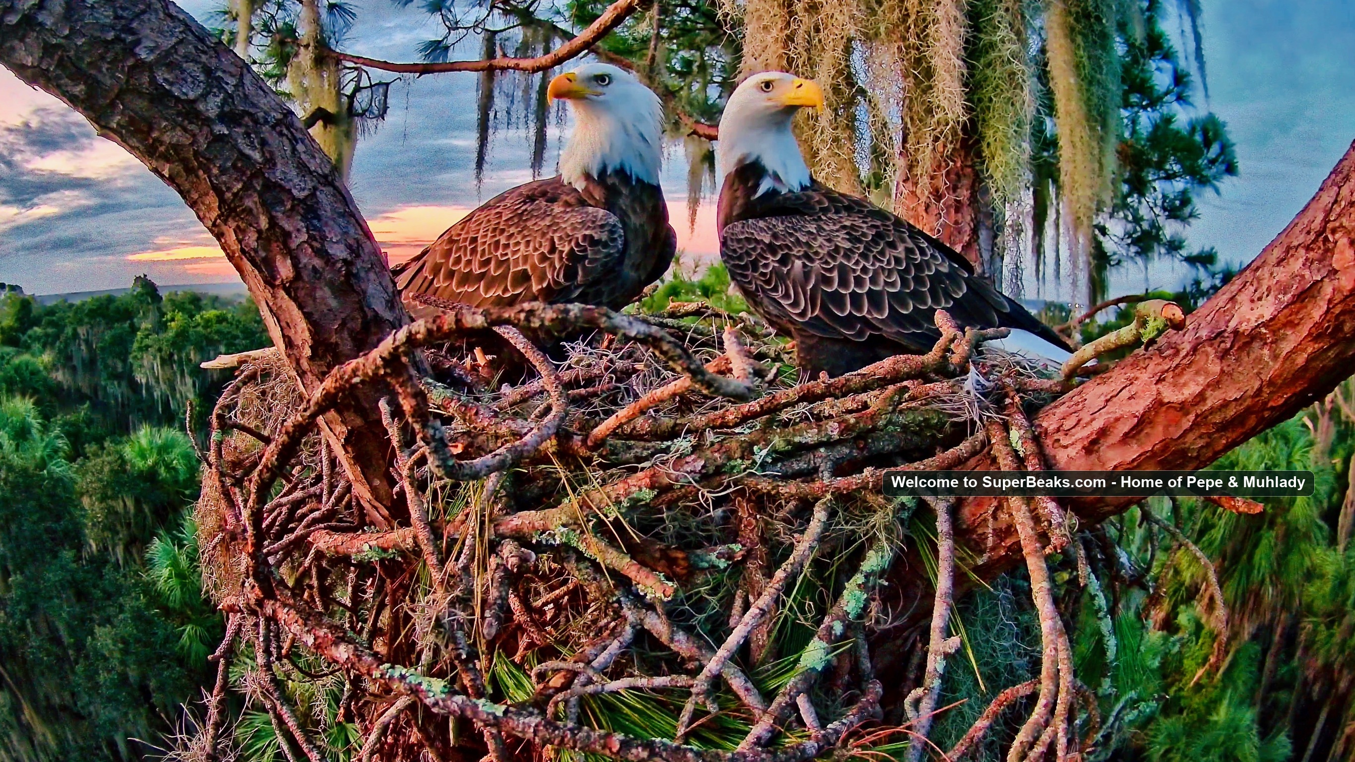 Pepe and Muhlady together at their Central Florida bald eagle nest, labeled Welcome to SuperBeaks.com - Home of Pepe & Muhlady