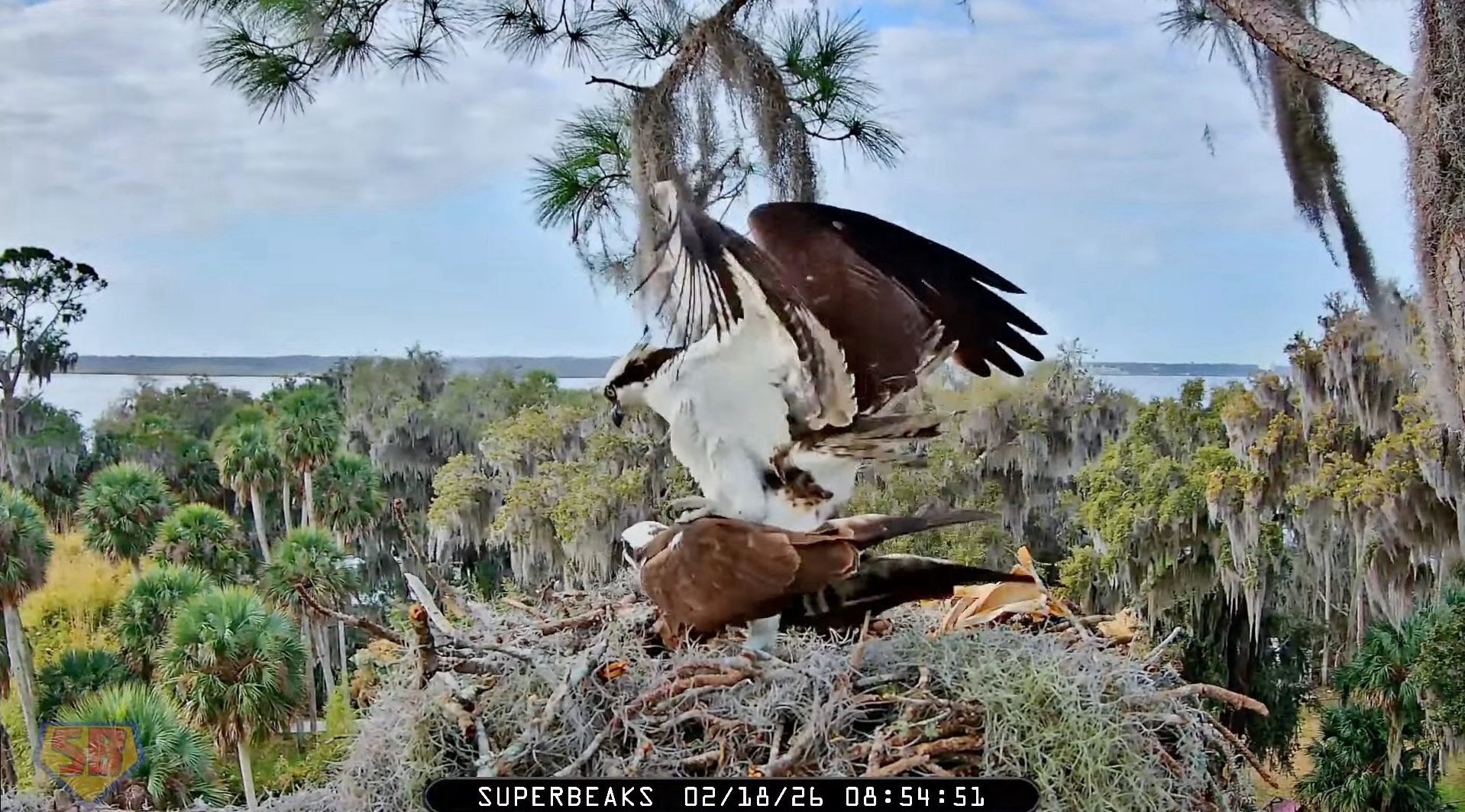 Felix and Margareet engaged in osprey courtship at their nest