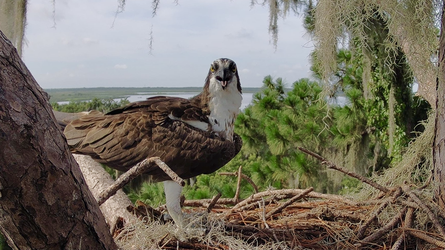 Osprey standing alert at the nest
