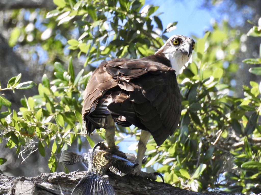 Osprey holding a freshly caught fish on a branch