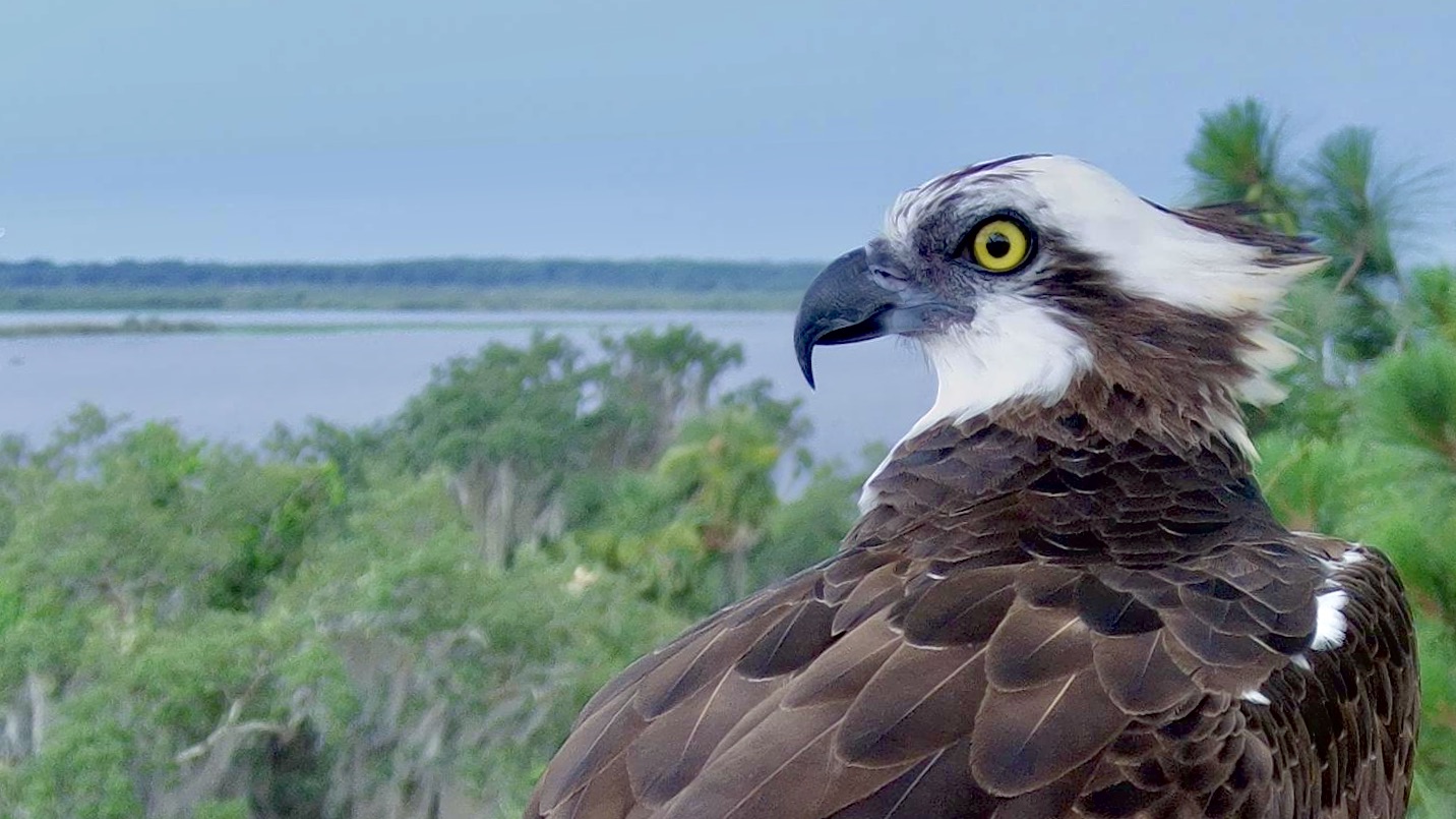Felix or Margareet overlooking the Central Florida habitat from the osprey nest