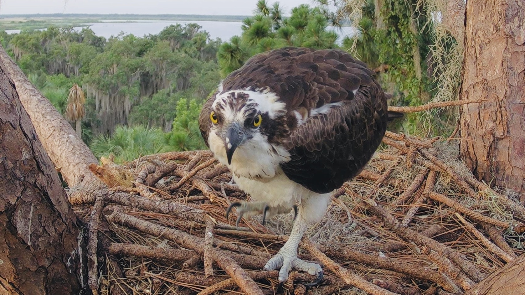 Osprey standing at the nest above the Central Florida landscape