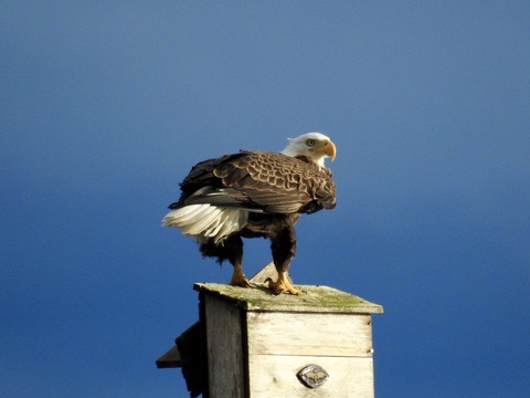 Bald eagle perched above a deep blue background