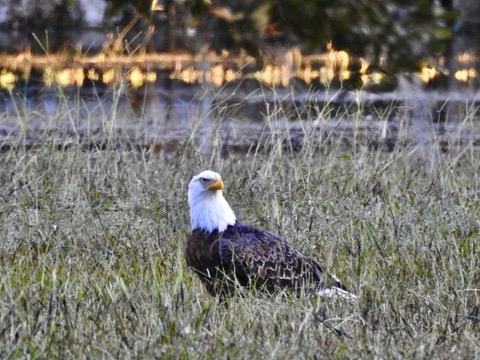 Bald eagle standing in a Central Florida field