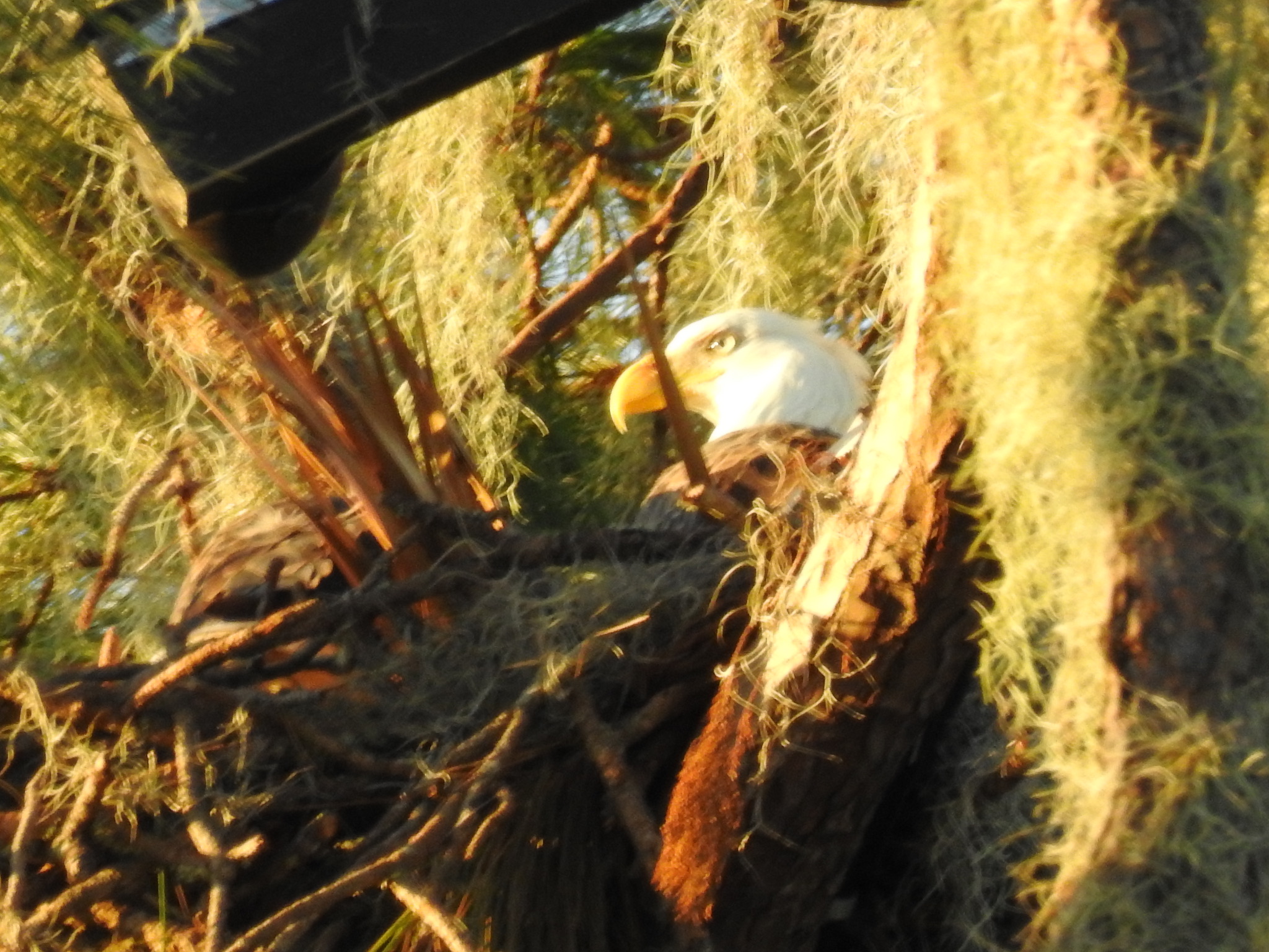 Bald eagle partly concealed by Spanish moss
