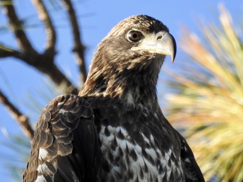 Juvenile bald eagle portrait