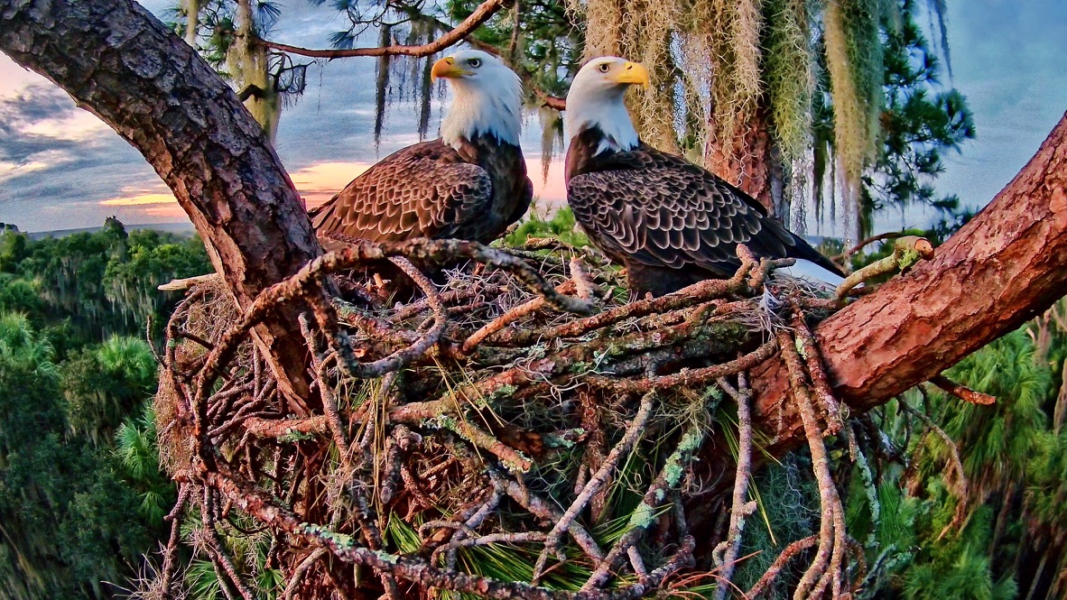 Pepe and Muhlady at their nest