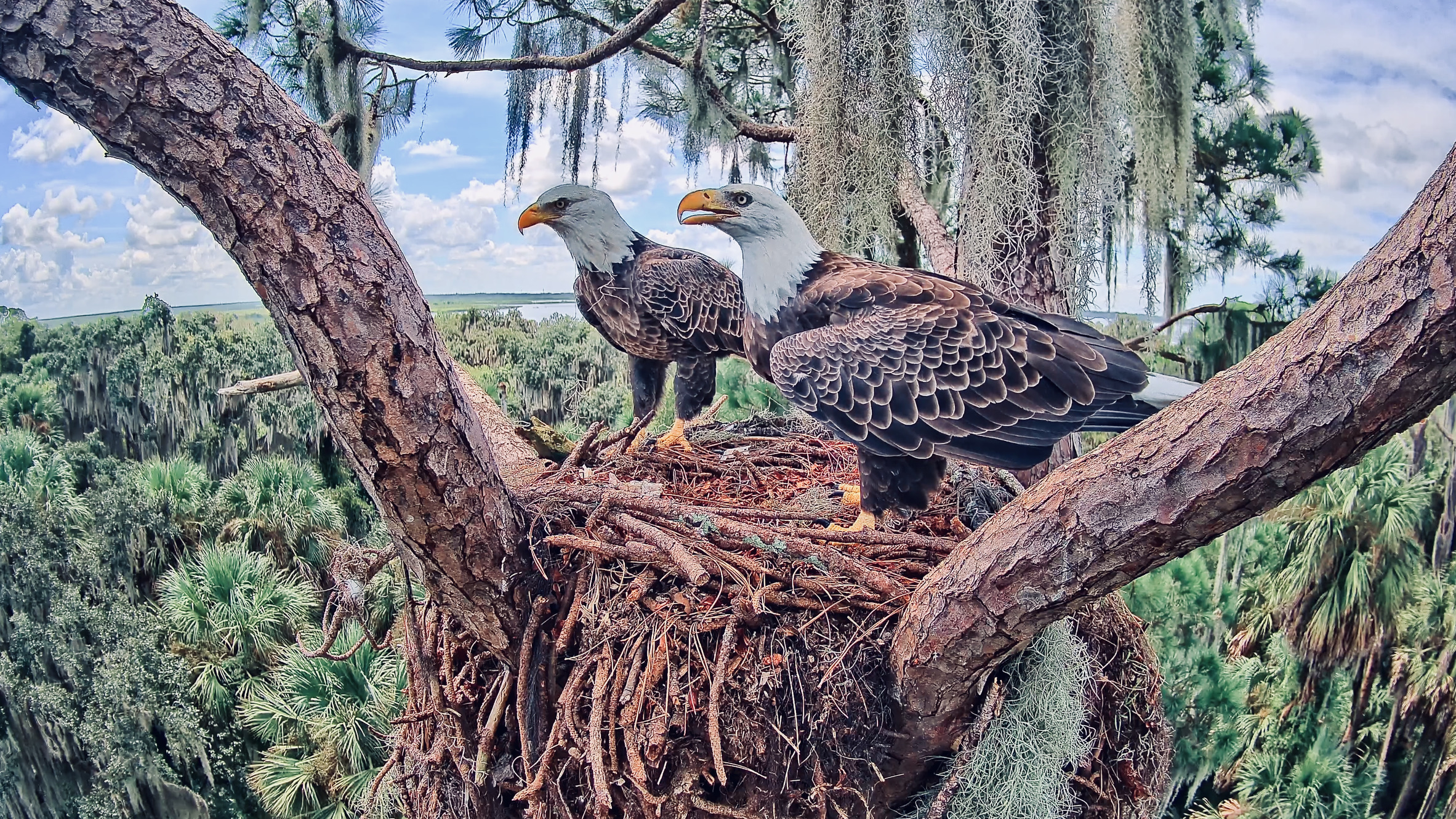 Pepe and Muhlady overlooking their habitat