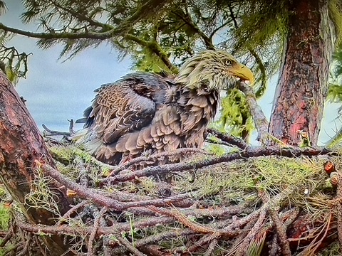 Young Season 1 bald eagle at the nest