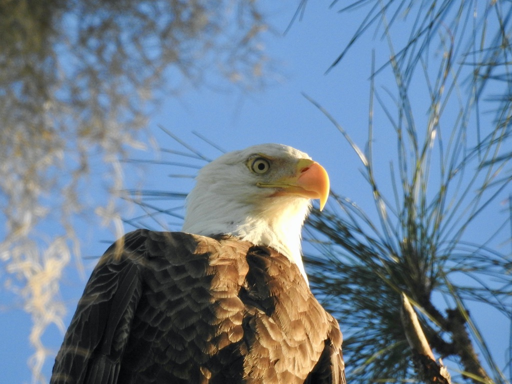Adult bald eagle portrait among pine branches