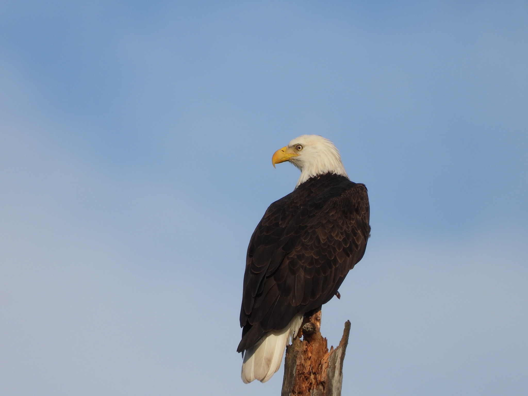 Adult bald eagle perched against a blue sky