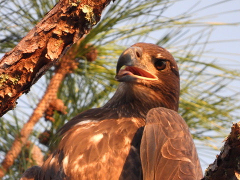 Season 4 juvenile bald eagle in the pine tree