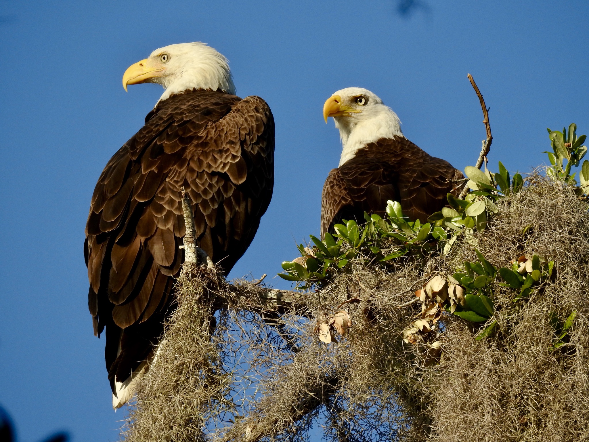 Pepe and Muhlady together at their bald eagle nest beneath a clear blue sky