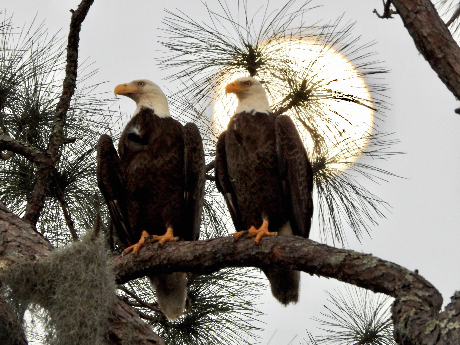 Pepe and Muhlady perched together among pine branches