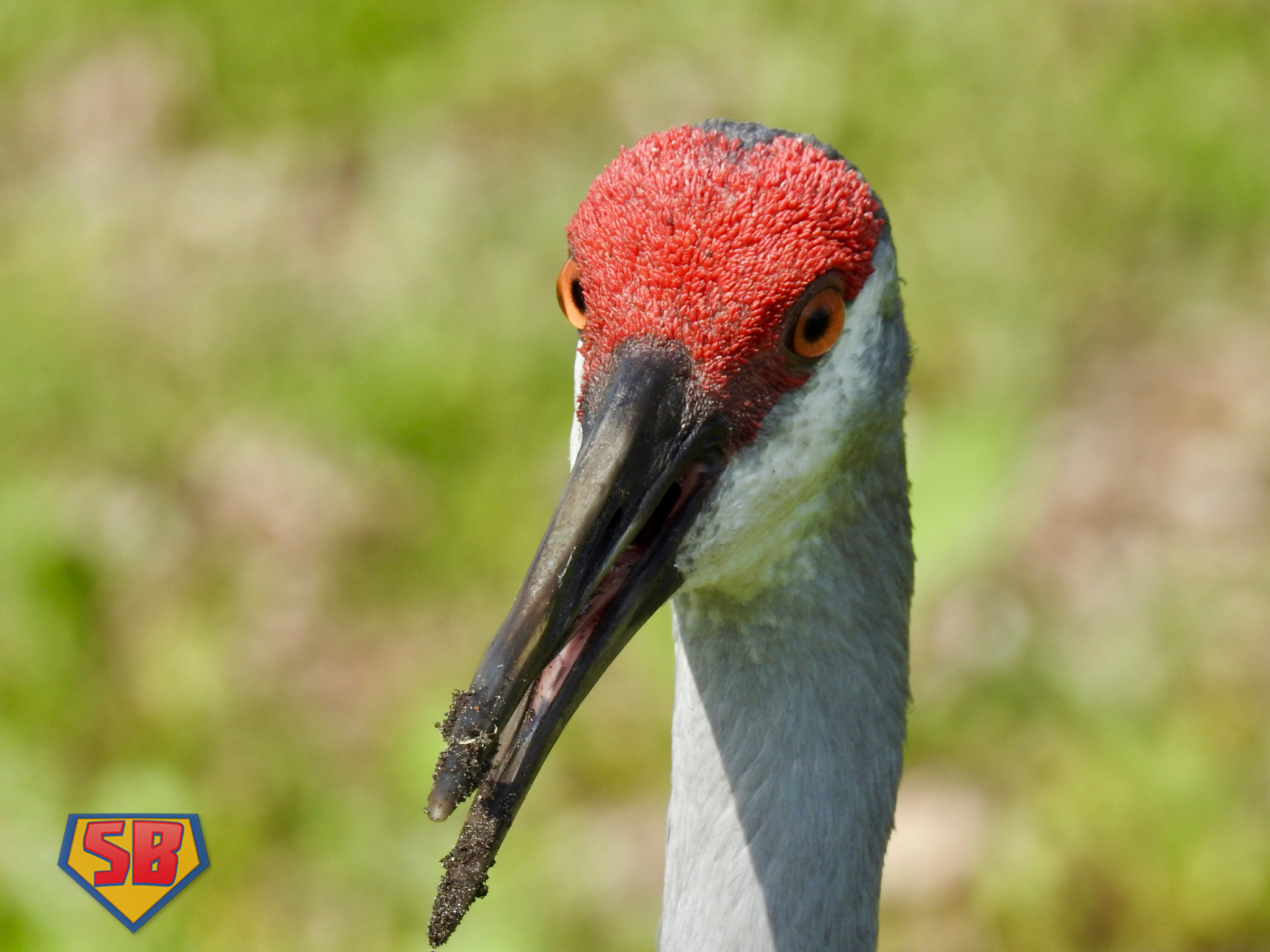 SuperBeaks wildlife photograph taken April 14, 2018
