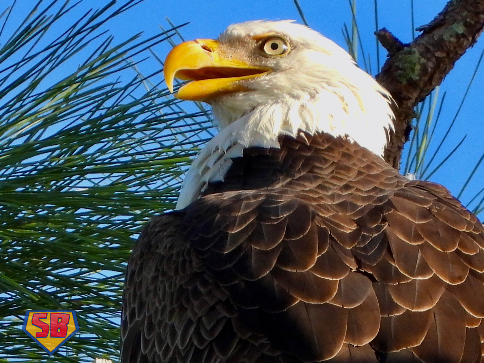 SuperBeaks wildlife photograph taken December 3, 2022