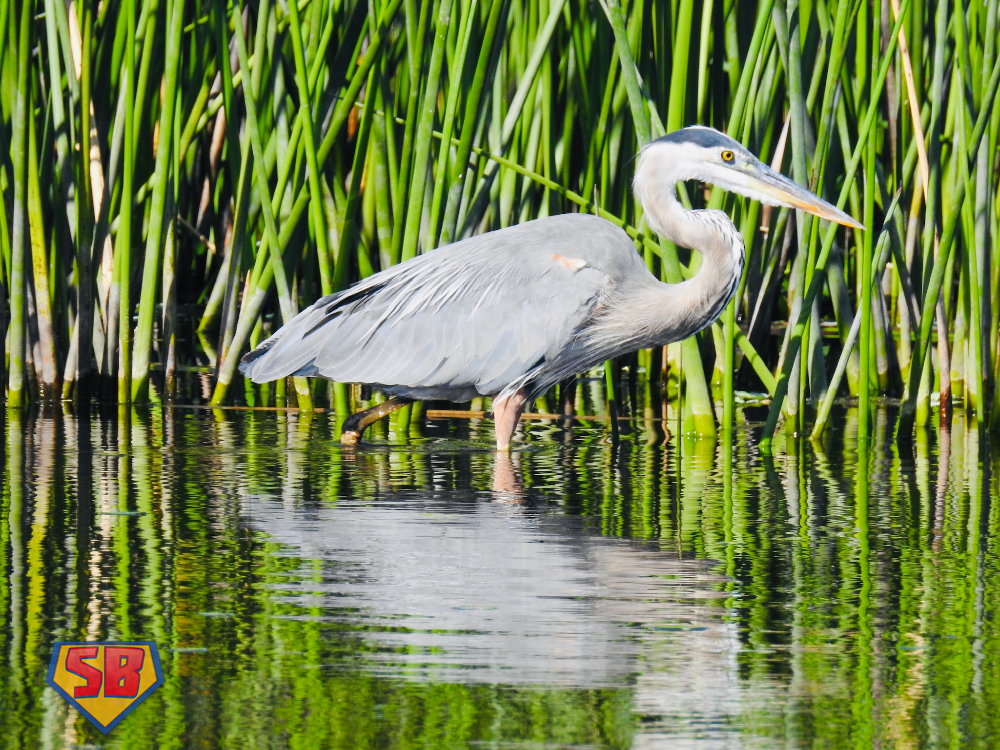 SuperBeaks wildlife photograph taken May 23, 2021