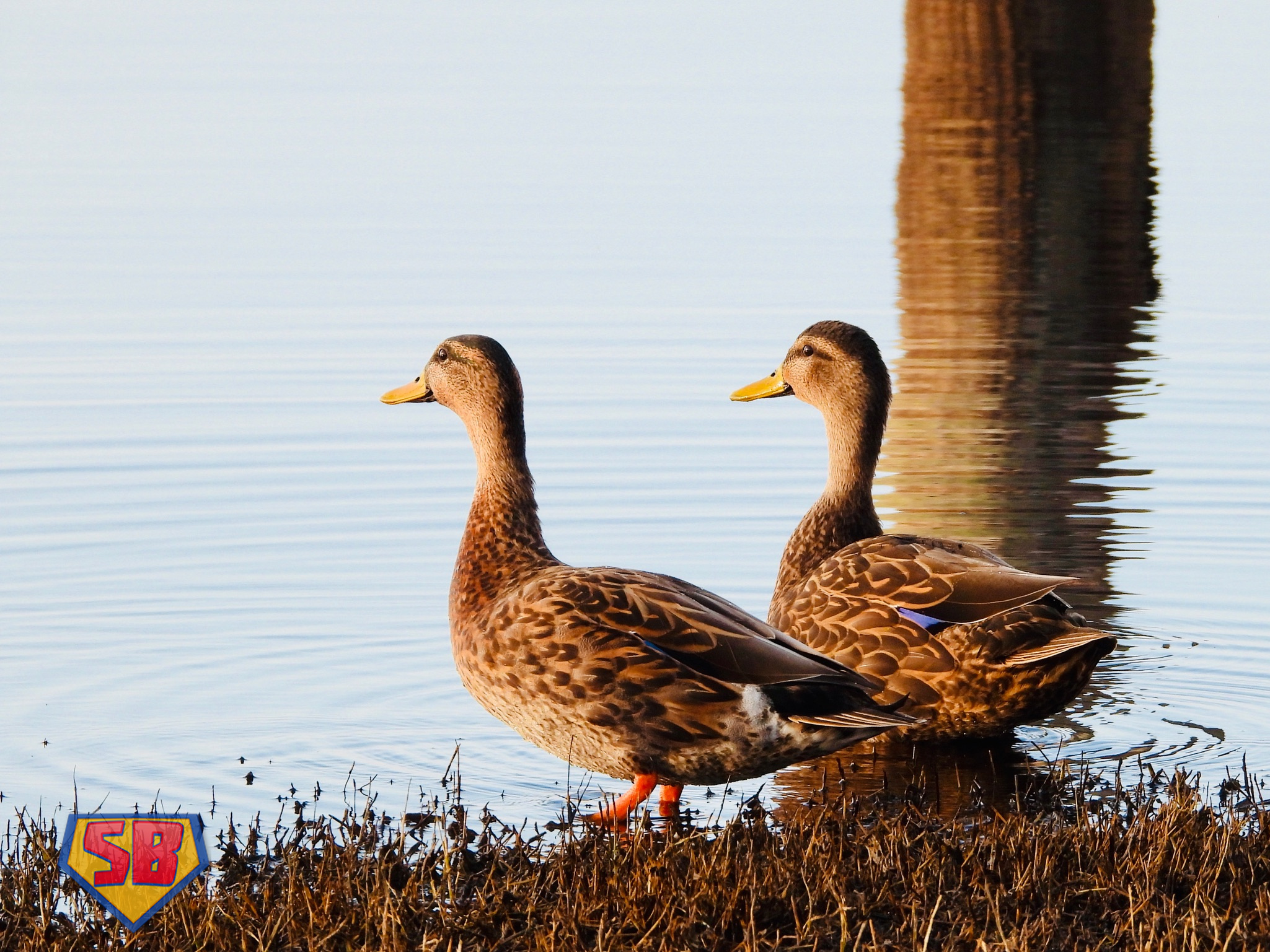 SuperBeaks wildlife photograph taken December 2, 2022