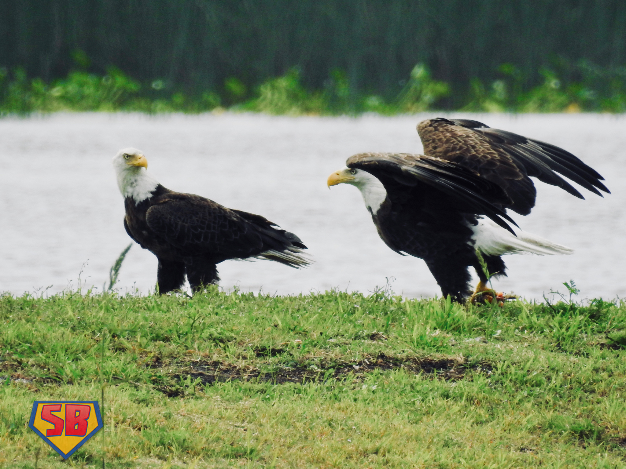 SuperBeaks wildlife photograph taken April 22, 2018