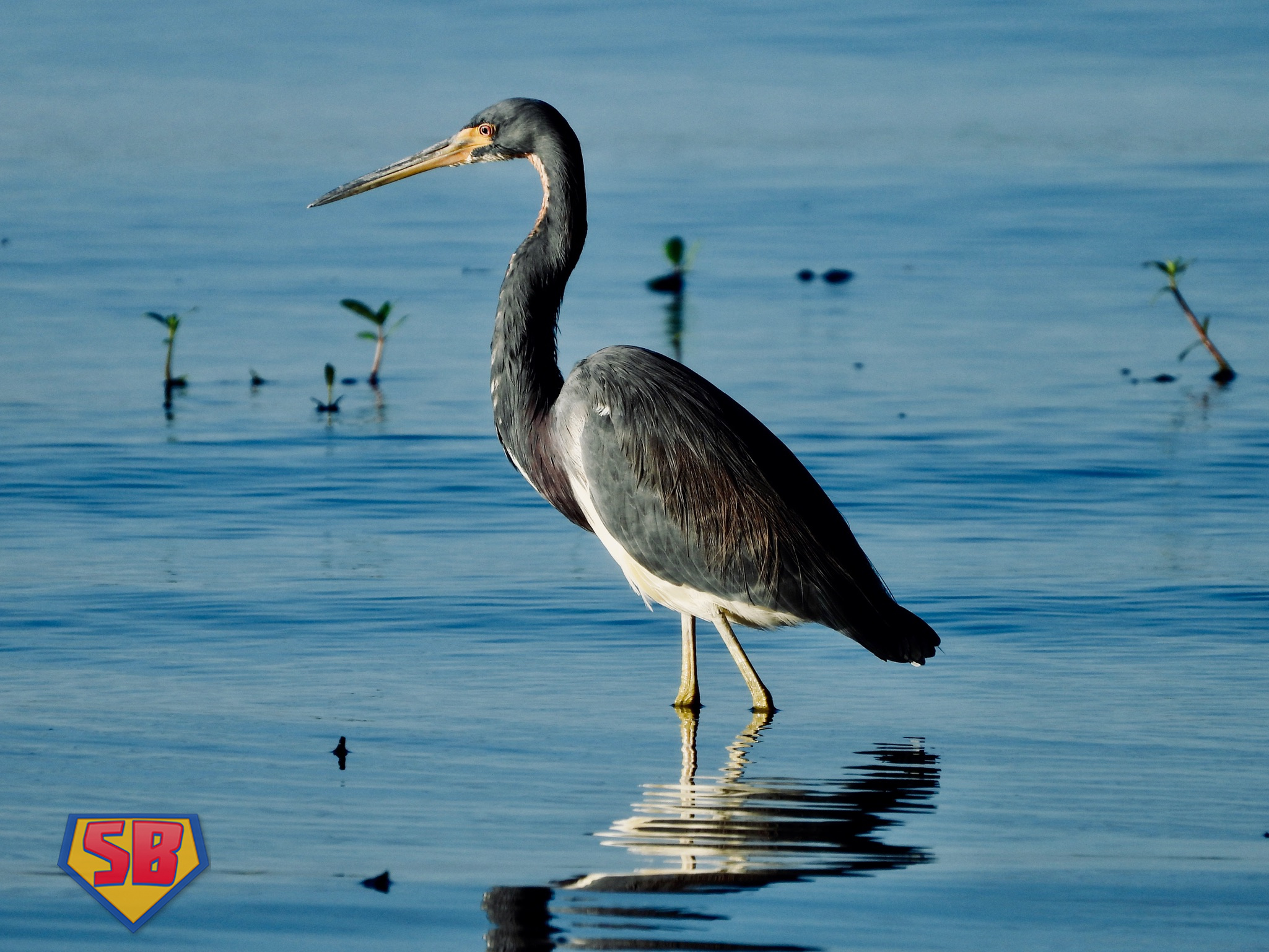 SuperBeaks wildlife photograph taken November 17, 2024