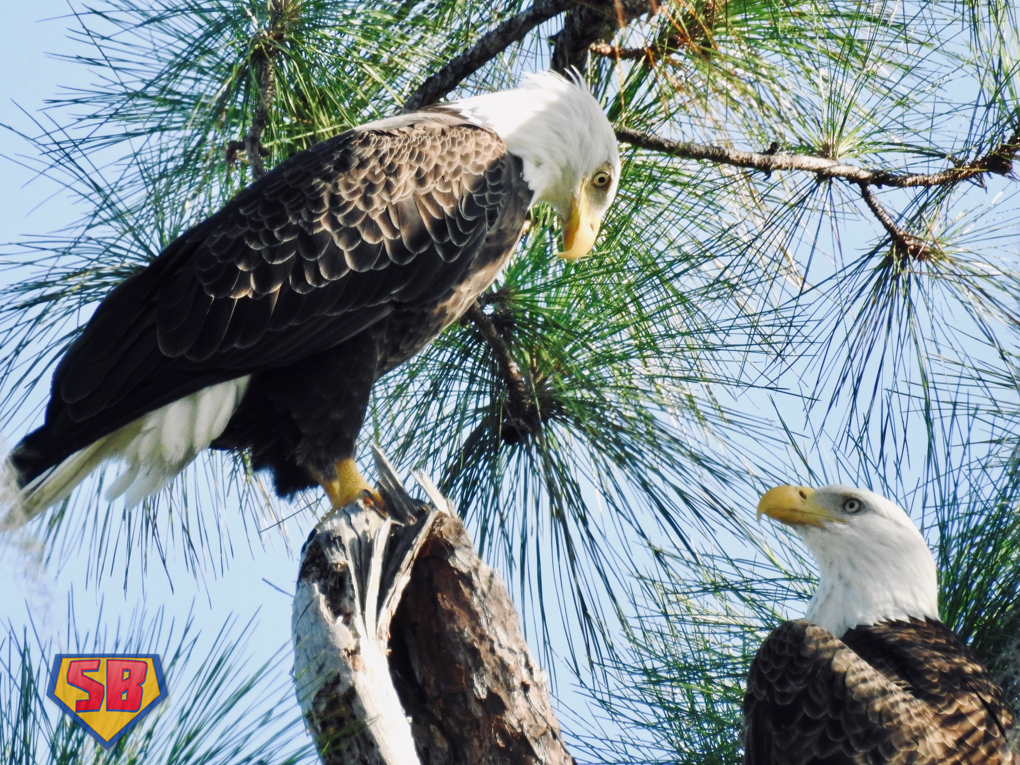 SuperBeaks wildlife photograph taken October 2, 2021