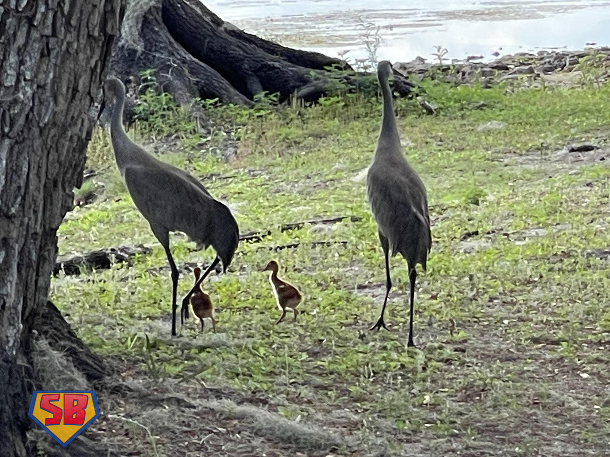 SuperBeaks wildlife photograph taken April 9, 2025