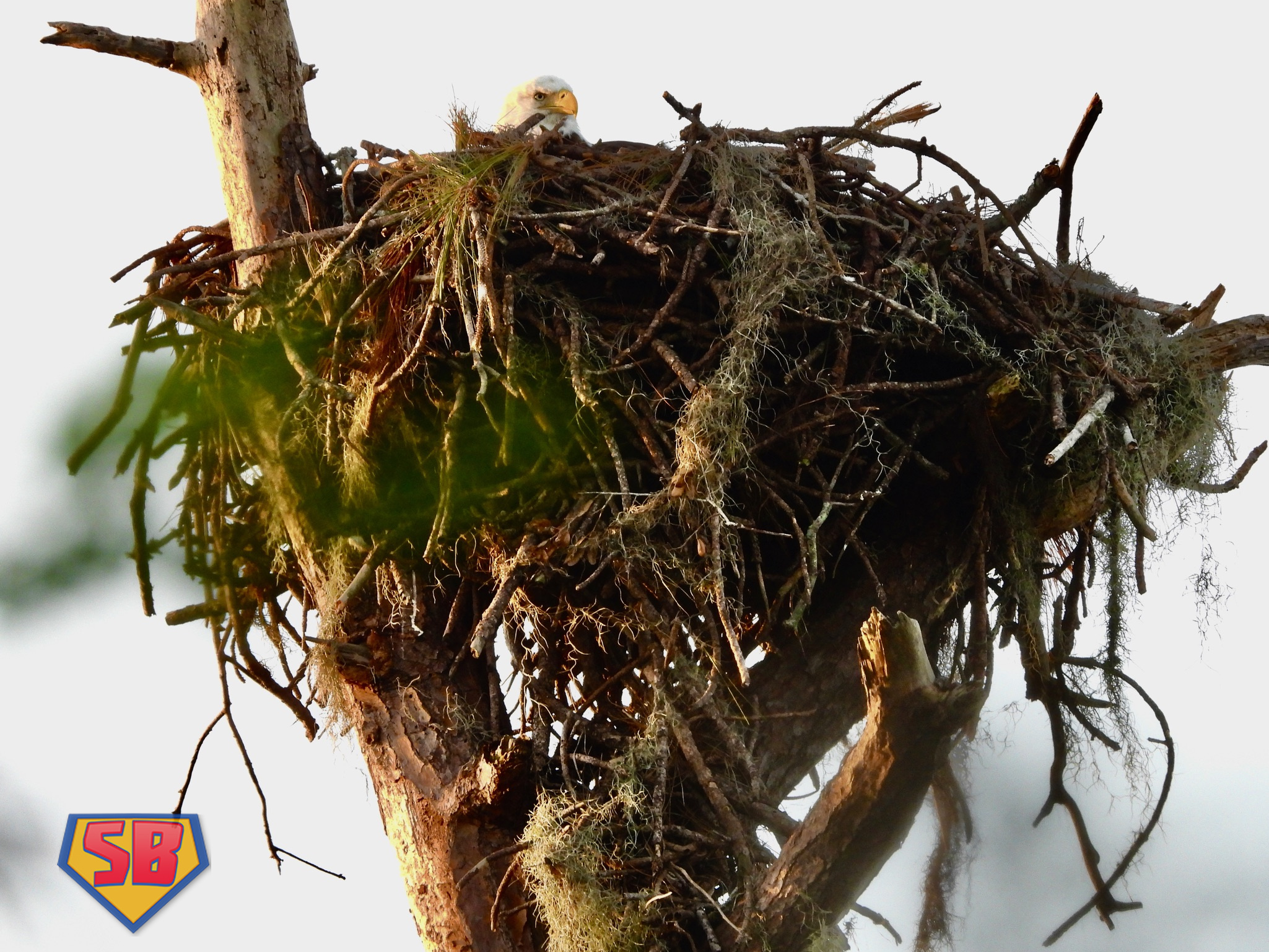 SuperBeaks wildlife photograph taken December 2, 2022