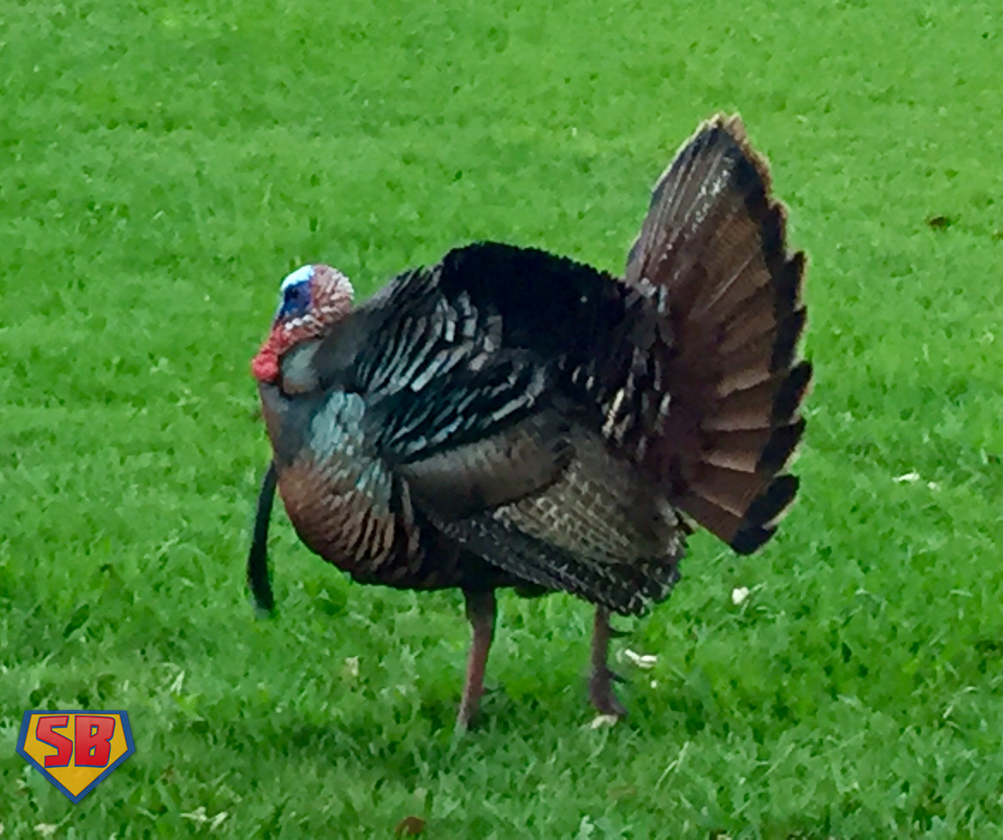 SuperBeaks wildlife photograph taken April 7, 2017