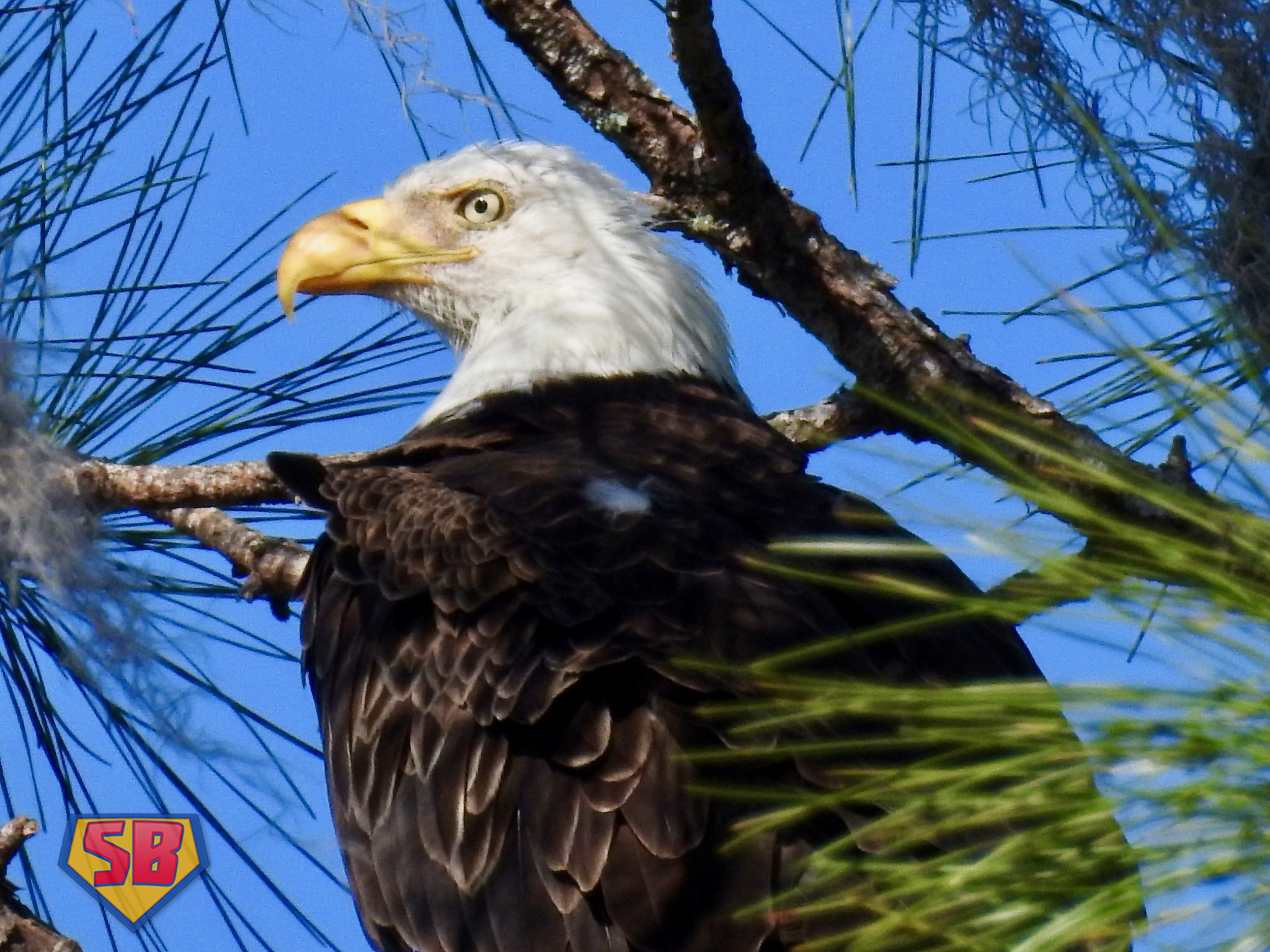 SuperBeaks wildlife photograph taken March 25, 2020