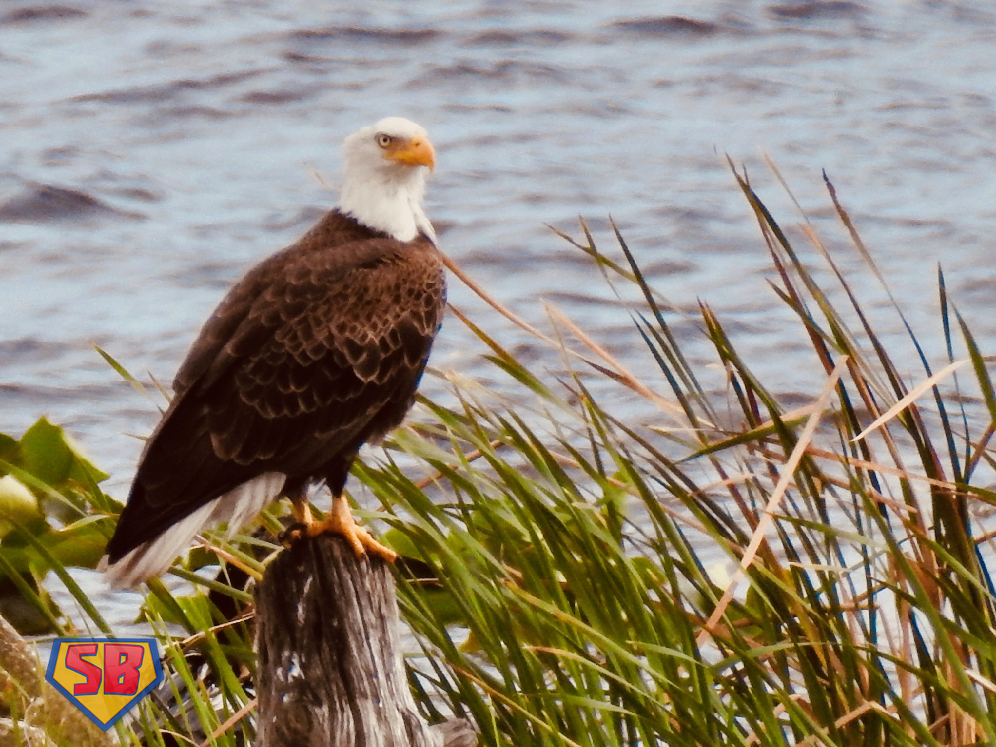 SuperBeaks wildlife photograph taken March 2, 2020