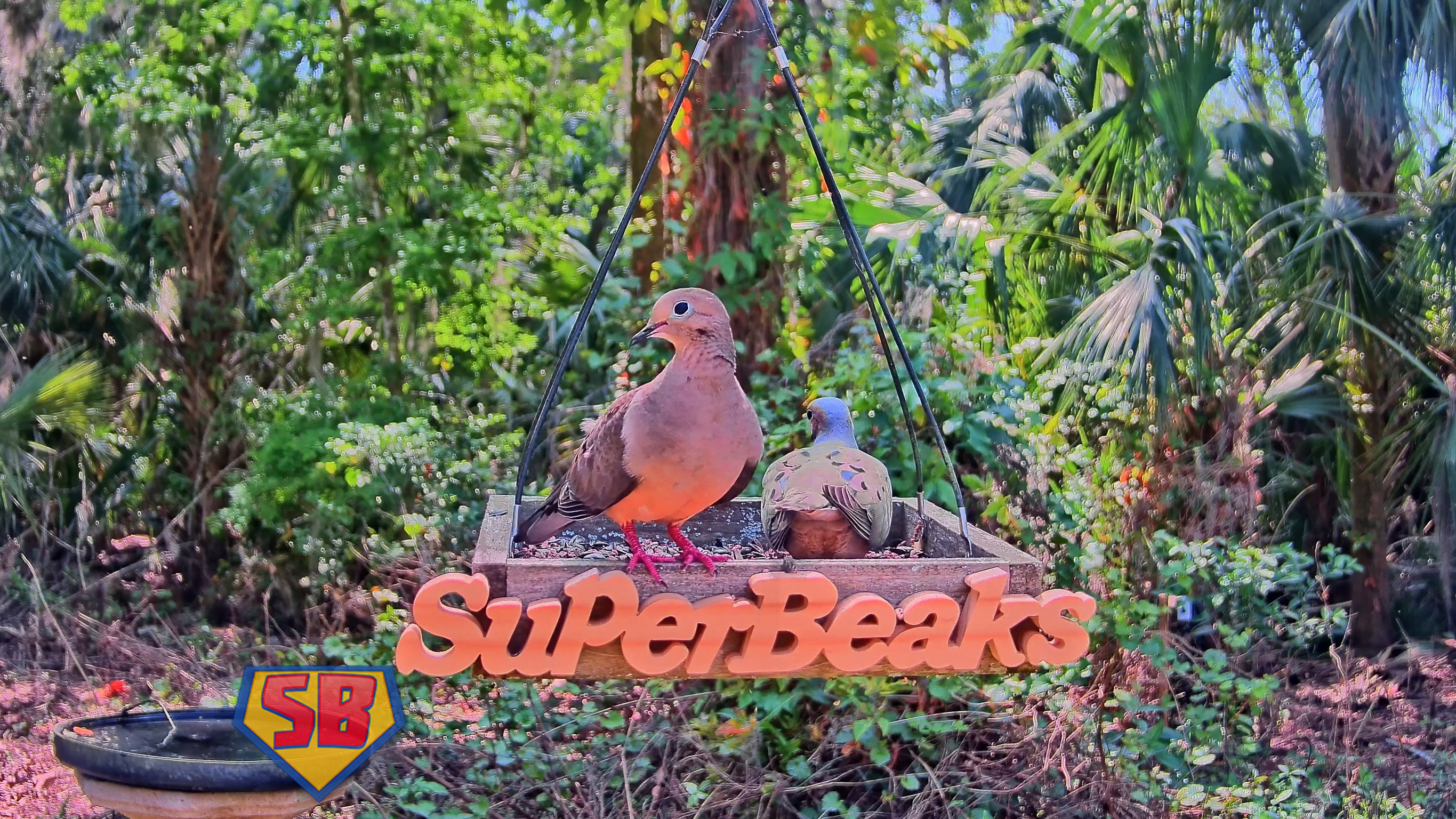 SuperBeaks wildlife photograph taken March 10, 2023