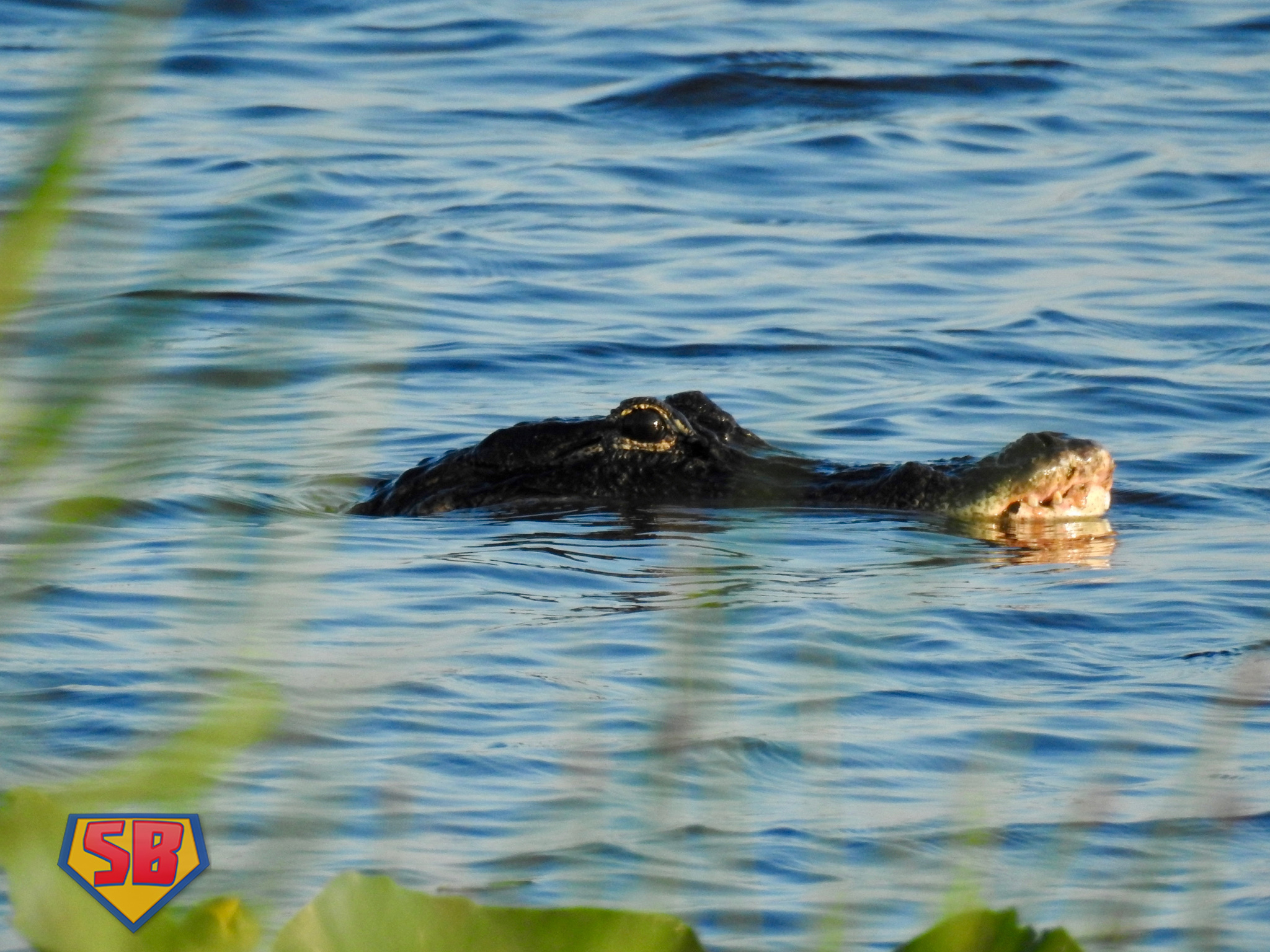 SuperBeaks wildlife photograph taken May 27, 2021