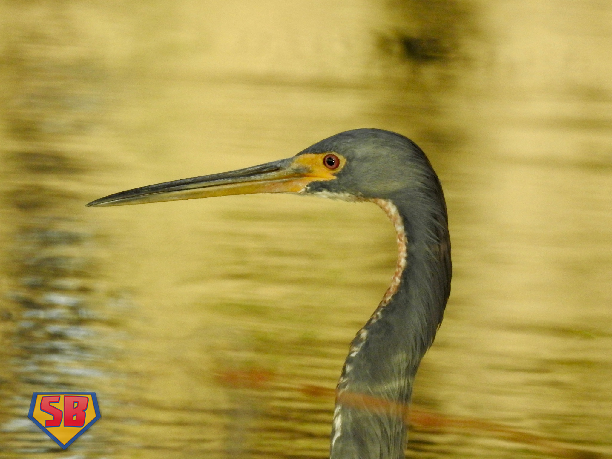 SuperBeaks wildlife photograph taken October 27, 2024