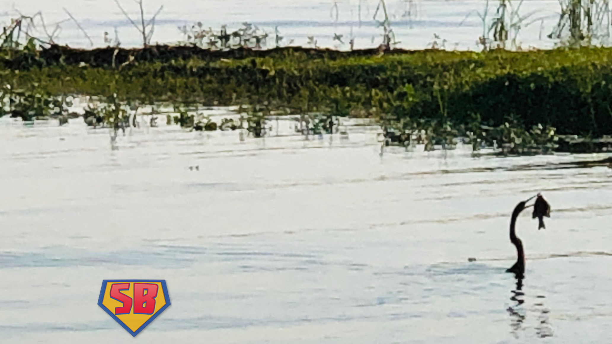 SuperBeaks wildlife photograph taken September 8, 2019