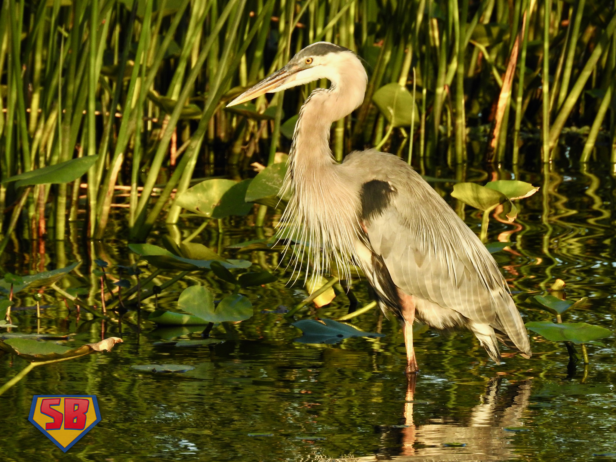 SuperBeaks wildlife photograph taken May 27, 2021