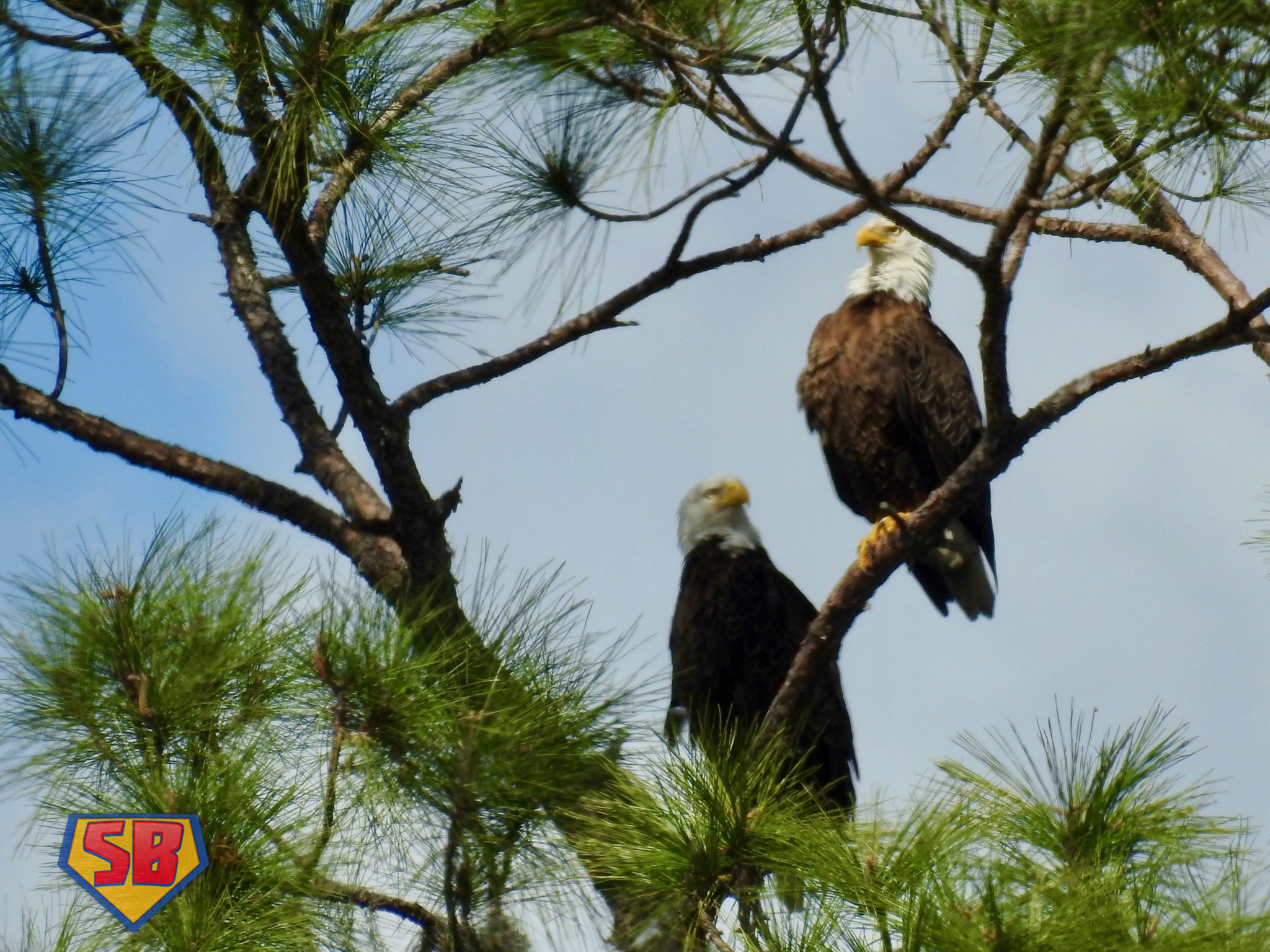 SuperBeaks wildlife photograph taken February 27, 2021