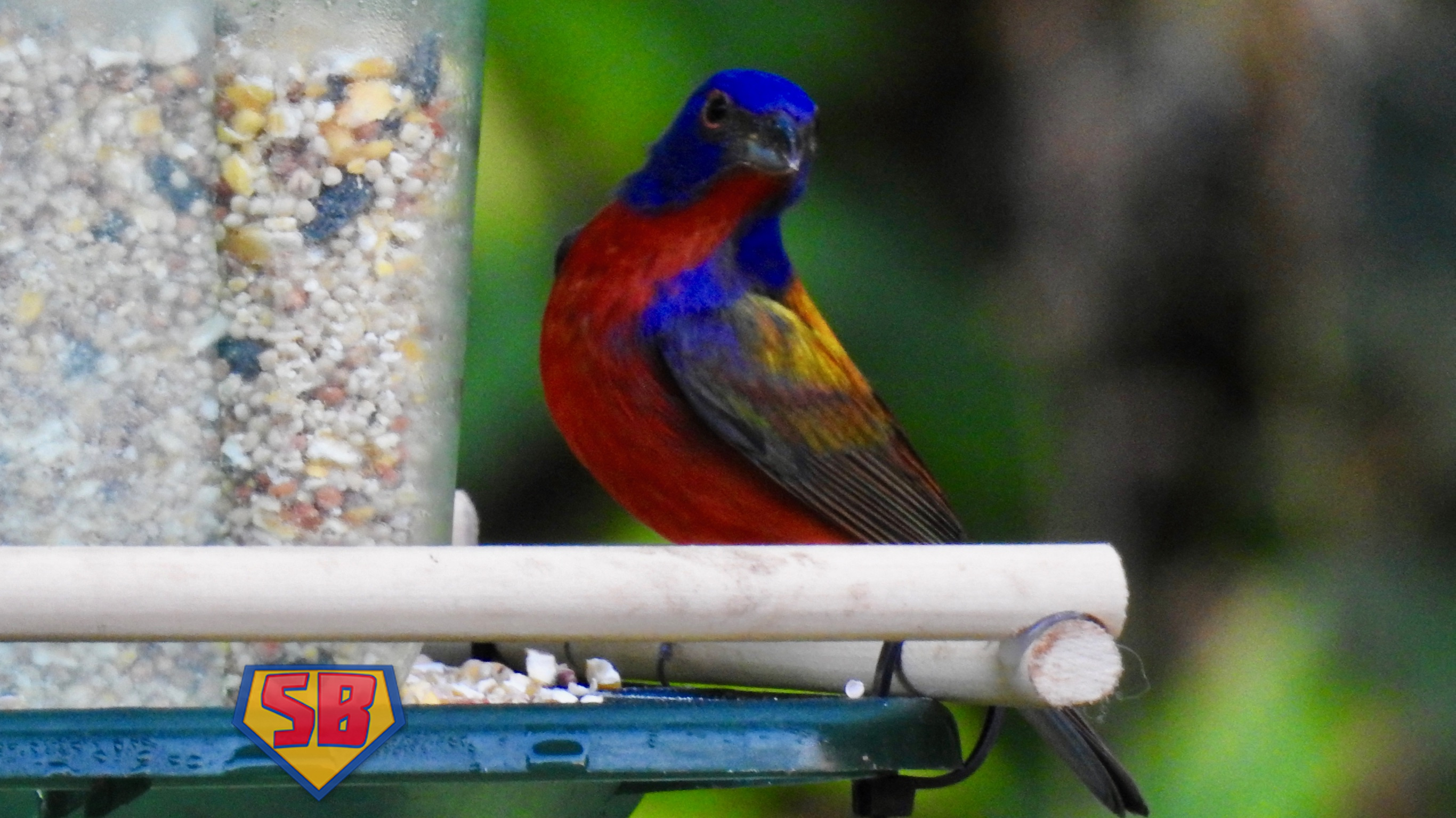 SuperBeaks wildlife photograph taken April 7, 2021
