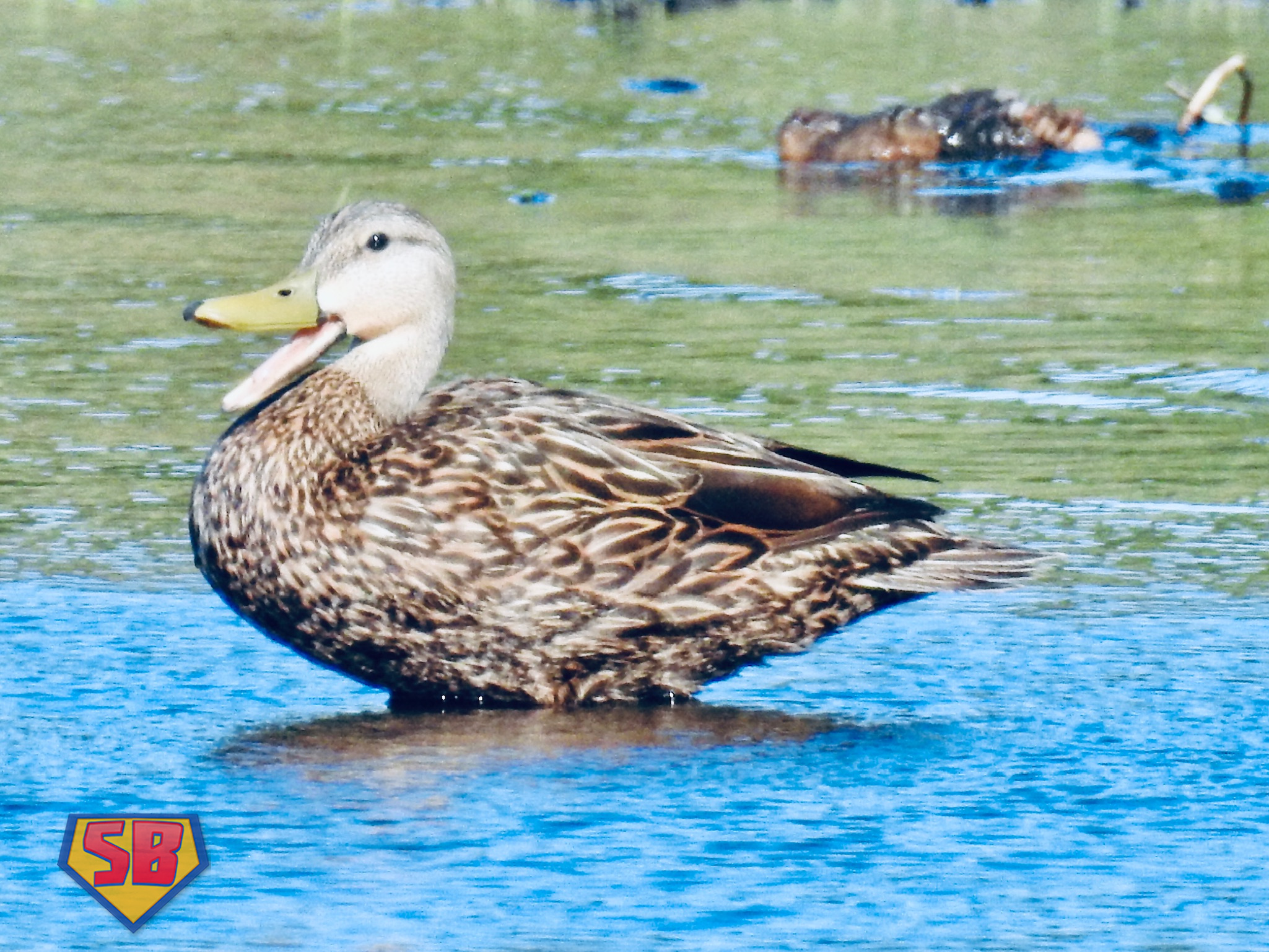 SuperBeaks wildlife photograph taken May 11, 2020