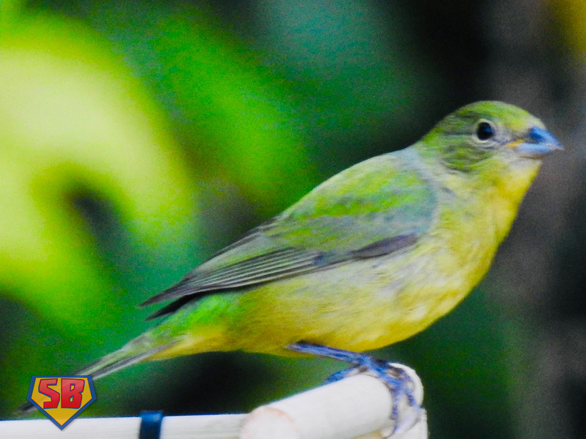 SuperBeaks wildlife photograph taken April 7, 2021