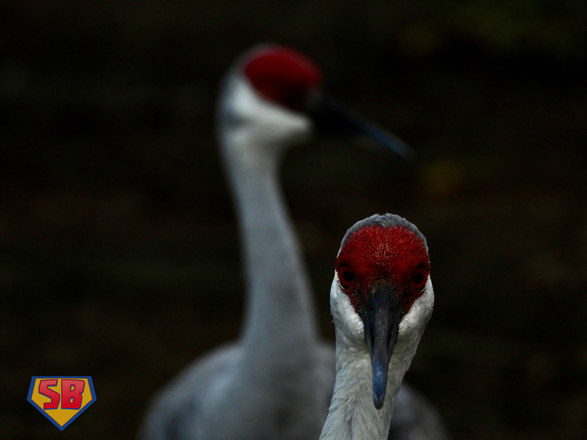 SuperBeaks wildlife photograph taken December 5, 2022