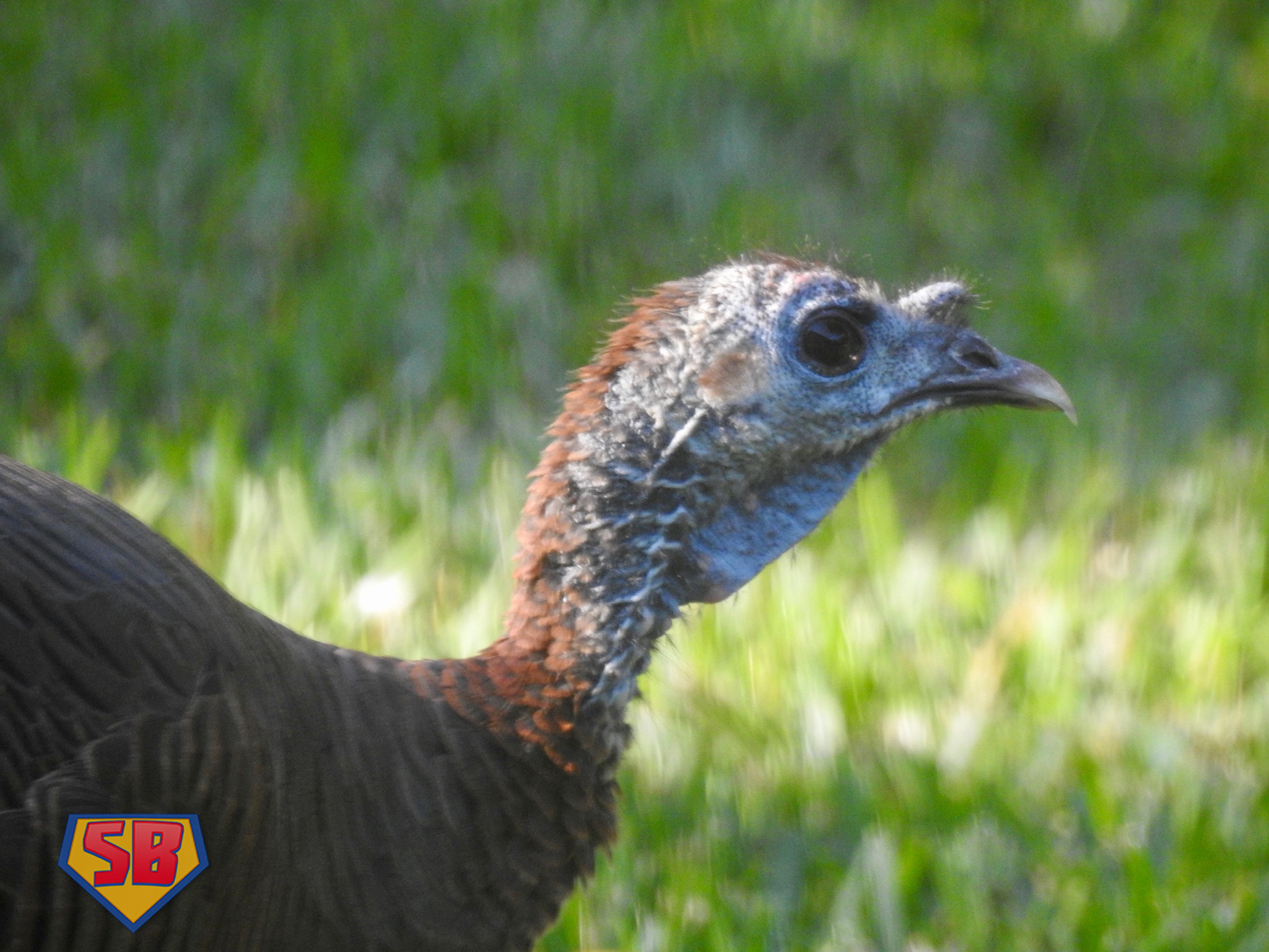 SuperBeaks wildlife photograph taken December 14, 2019