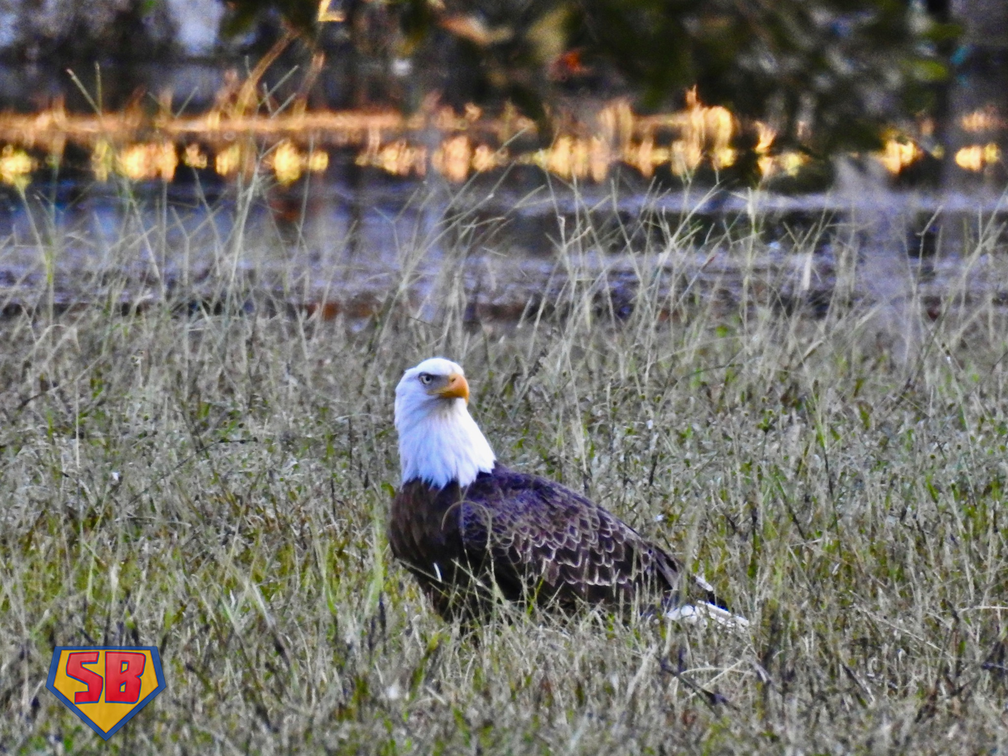 SuperBeaks wildlife photograph taken October 19, 2022