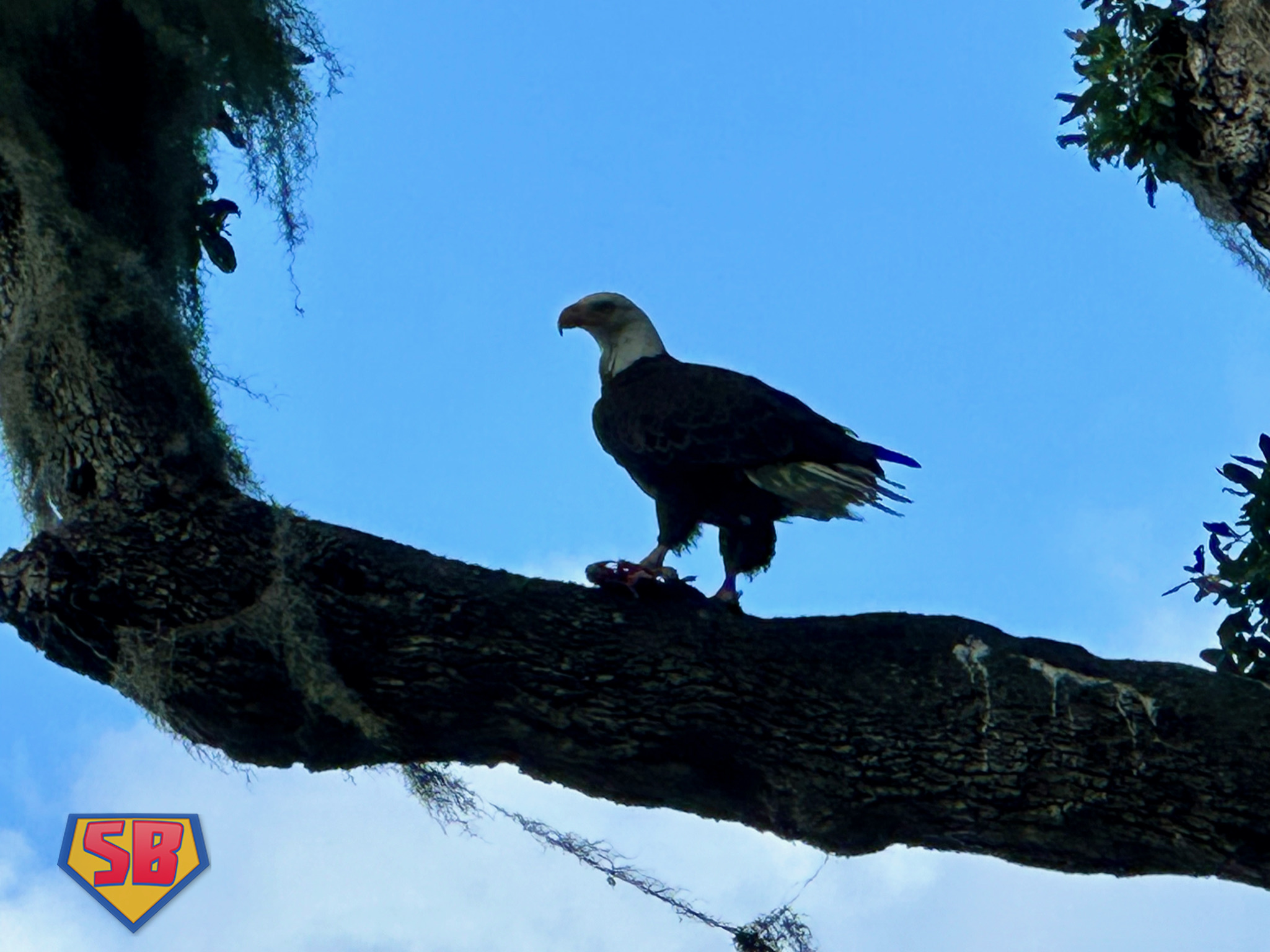 SuperBeaks wildlife photograph taken May 4, 2024