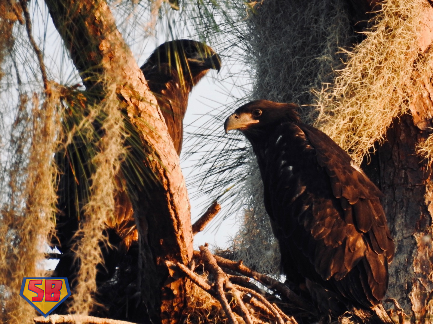 SuperBeaks wildlife photograph taken February 18, 2022