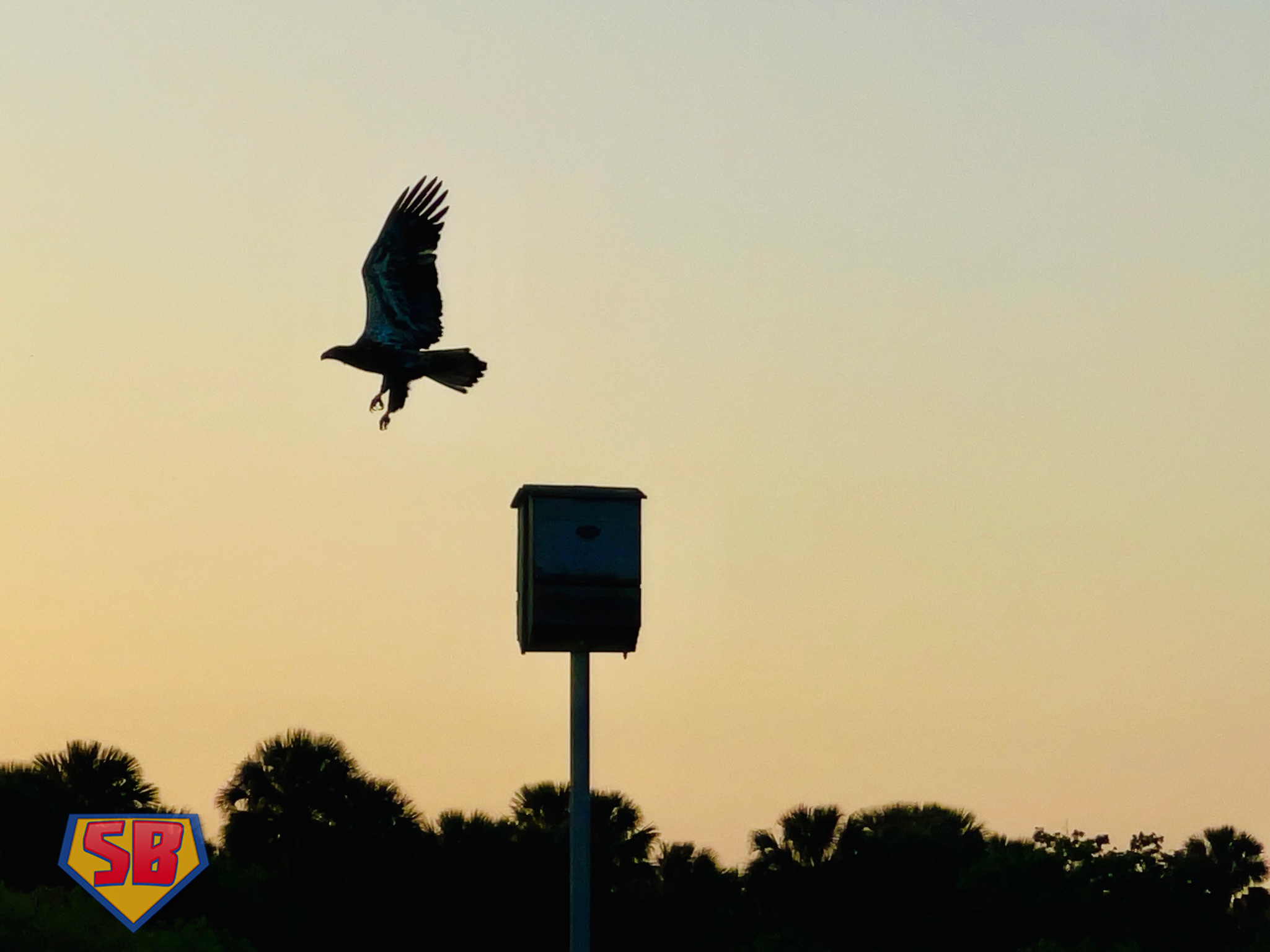 SuperBeaks wildlife photograph taken April 19, 2022