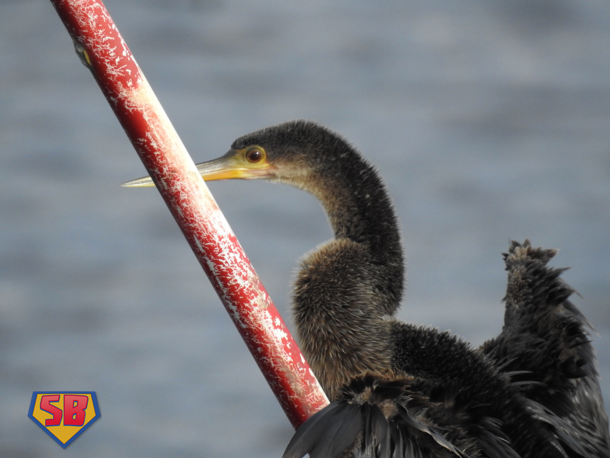 SuperBeaks wildlife photograph taken November 15, 2018